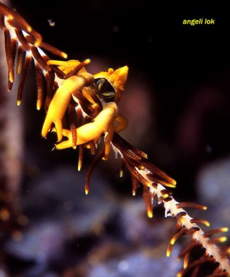 Squat lobster