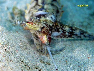 Flambuoyant cuttlefish feeding