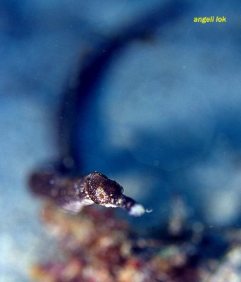 Seahorse/Pipefish