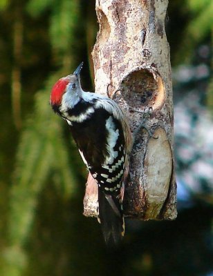 woodpecker-2189-sm.JPG