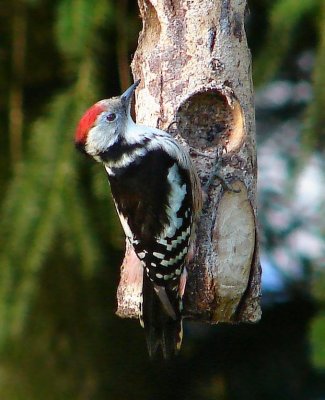 woodpecker-2190-sm.JPG