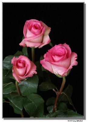 roses-1676-sm.JPG