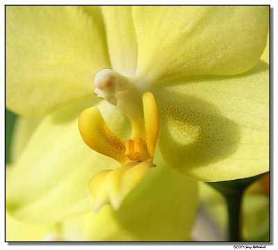 orchid-1709-sm.JPG