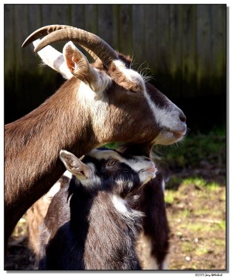 goats-1761-sm.jpg