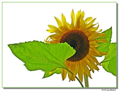 sunflower-4530-sm.jpg