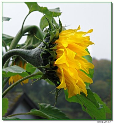 sunflowerprofile-3-4856-sm.JPG