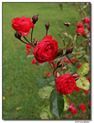roses-4746-sm.JPG
