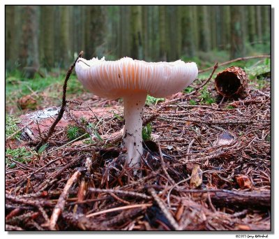 mushroom-4905-sm.JPG