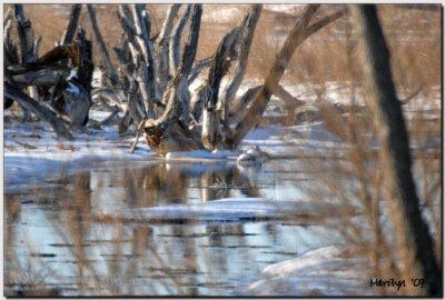 'A March Morning's Yawn'