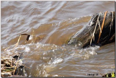 'We're All Downstream'