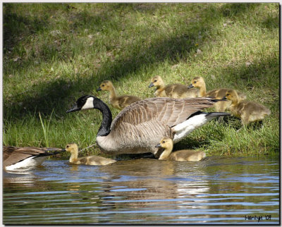 'Working Mother'