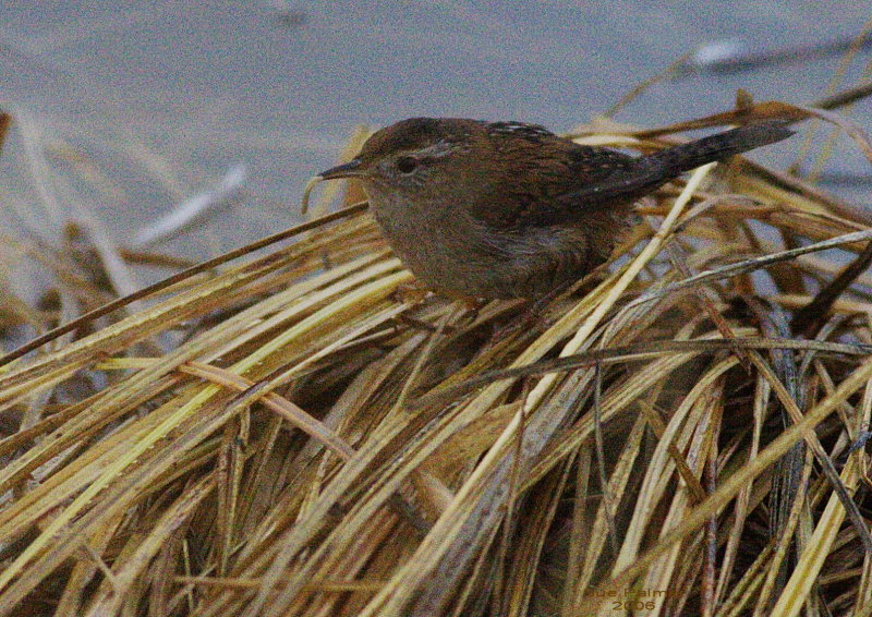12-7 wren 8460.jpg