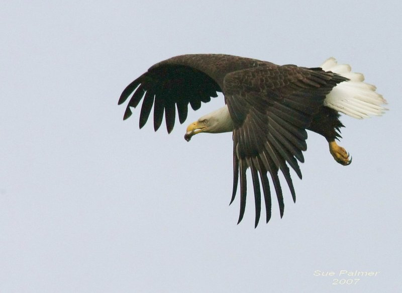 6-12 eagle 2109.jpg