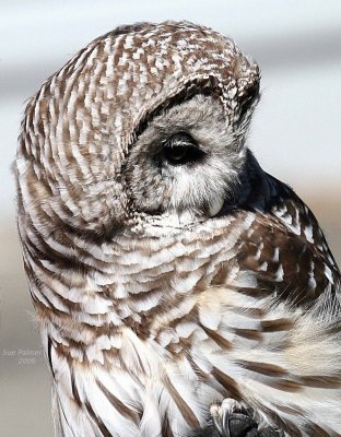 9-24 barred owl  tight 5721.jpg