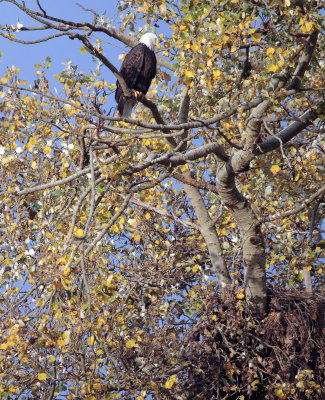 10-20 eagle  nest 6487.jpg