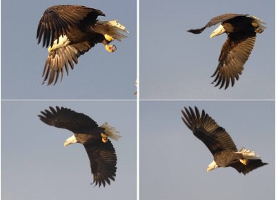 10-20 eagle flight.jpg