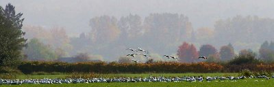 10-20 geese r 6630.jpg