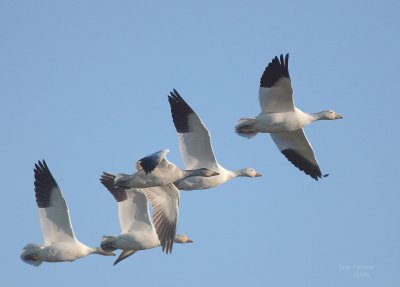 10-30 geese 7032.jpg