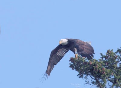 11-1 eagle 7234.jpg