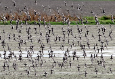 11-11 dunlins 7819.jpg