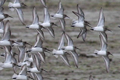 11-11 dunlins light  crop 7811.jpg