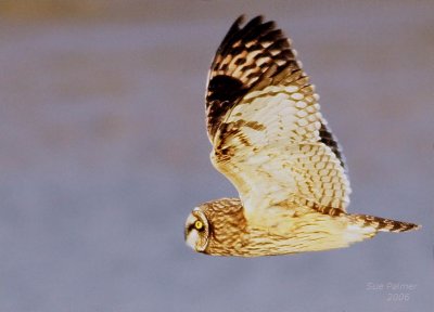 11-14 owl 7963.jpg