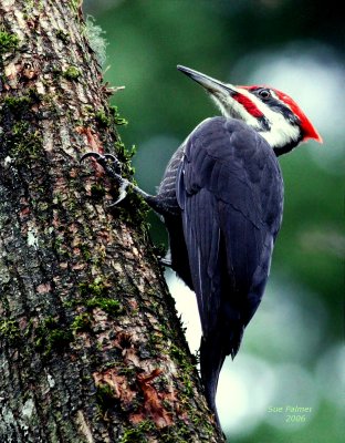 11-18 p woodpecker 8075.jpg