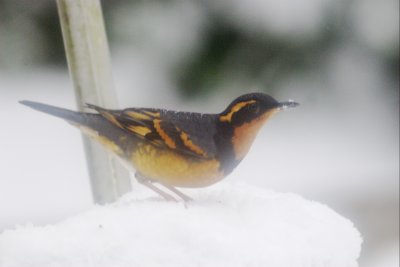 11-29 v thrush 8089.jpg