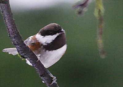 12-1 cd 8145.jpg