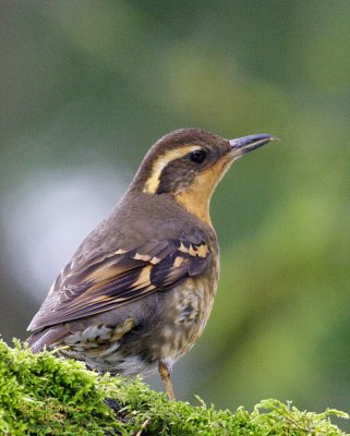 12-1 v thrush 8170.jpg
