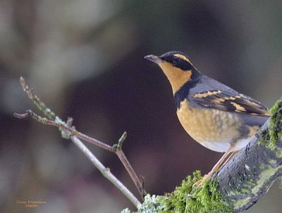 12-1 v thrush 8120.jpg