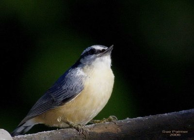 12-2 nuthatch 8220.jpg