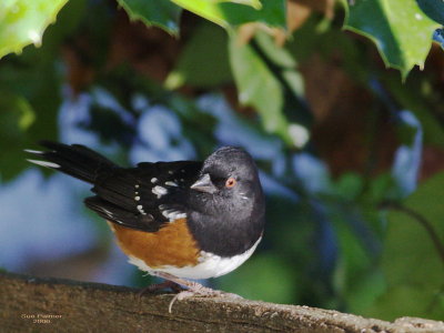 12-2 towhee 8235.jpg