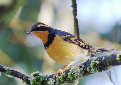 12-2 v thrush 8179.jpg
