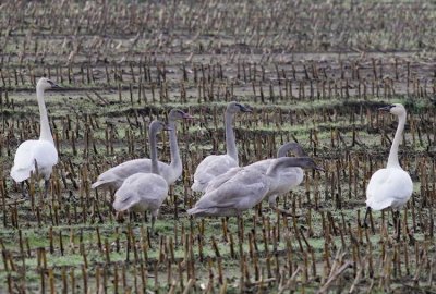 12-5 trumpeters 8372.jpg