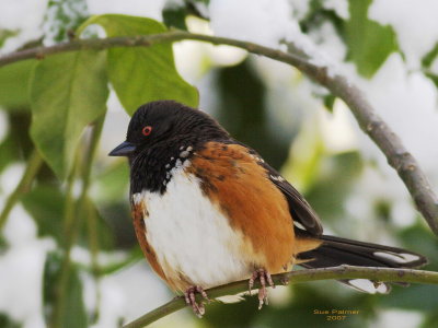 1-12 towhee 9154.jpg