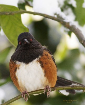 1-12 towhee 9161.jpg