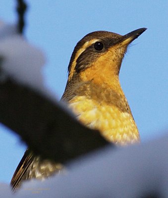 1-12 v thrush 9183.jpg