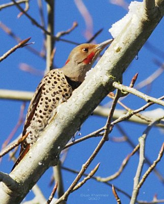 1-14 flicker 9287.jpg