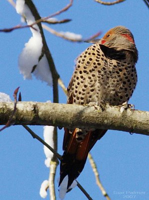 1-14 flicker 9276.jpg