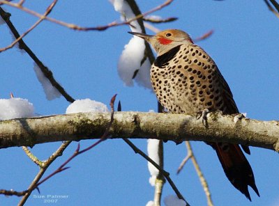 1-14 flicker 9267.jpg