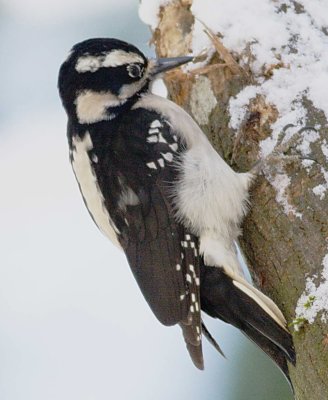 1-14 h w-pecker 9302.jpg