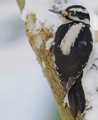1-14 h w-pecker 9306.jpg
