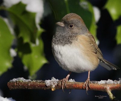 1-14 junco 9211.jpg
