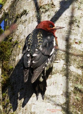 1-14 red breasted sapsucker 9250.jpg
