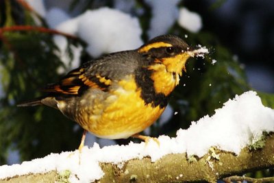 1-14 v thrush 9291.jpg