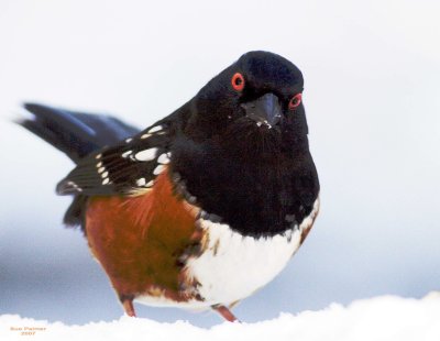1-14 towhee 9215.jpg