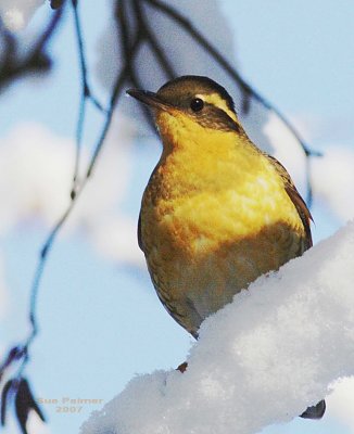 1-14 v thrush 9229.jpg