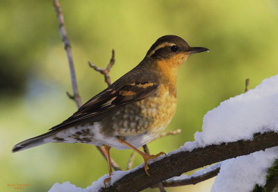 1-14 v thrush 9221.jpg