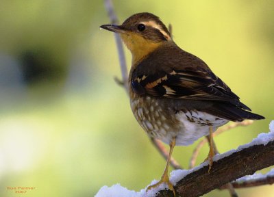 1-14 v thrush 9223.jpg